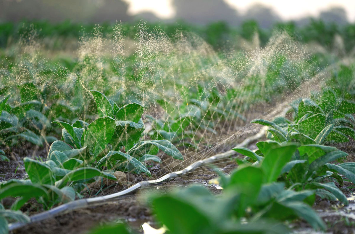 ده ترفند برای صرفه جویی آب در مزارع
